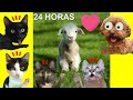 24 horas en la granja de animales vs familia de gatitos Luna y Estrella / Videos de gatos y perros