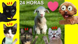 24 horas en la granja de animales vs familia de gatitos Luna y Estrella / Videos de gatos y perros