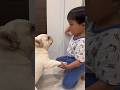 子供嫌いの元保護犬に突き飛ばされても冷静にオヤツをあげる3歳児 #shorts #フレンチブルドッグ