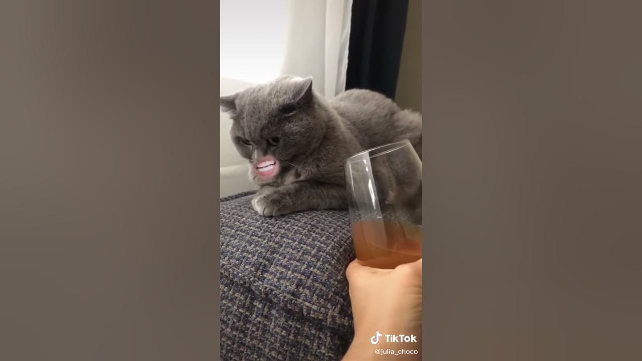 Говорящий кот нормально. Говорящий кот нормально