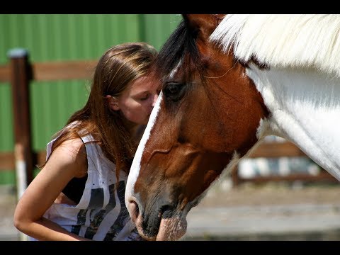 Video: Sådan Køber Du En Hest