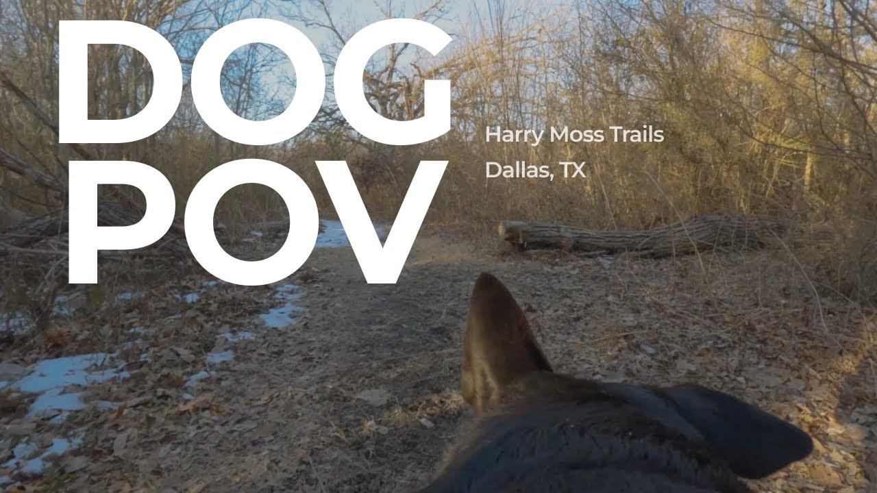 Harry Moss Park Complete Dog-Friendly Trail | 5+ Miles of Loops ...
