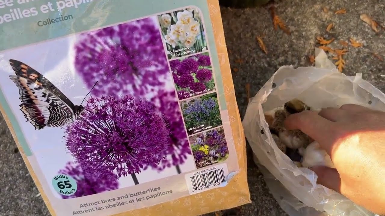 秋季种球根：大花葱 Allium hollandicum 'Purple Sensation' (Ornamental Onion) - 顺便提几个醒