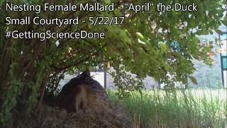 Sms Naturebytes - Duck Cam 52217