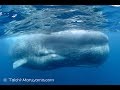🐳超特大！オスのマッコウクジラ／Huge Male Sperm Whale