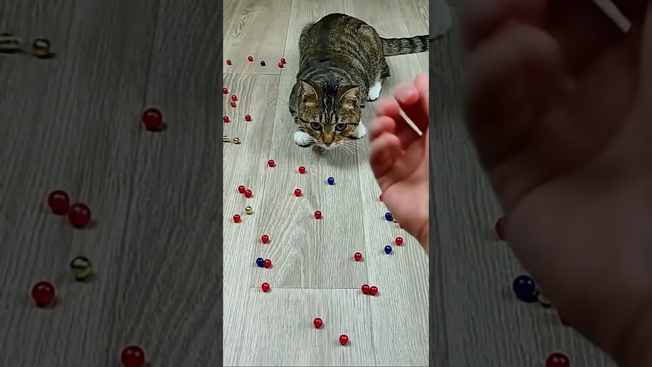 ✨ Barsik Cat Oddly Satisfying Reverse Bounce Loop 🌀🤍 