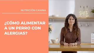 ¿Cómo alimentar a un perro con alergias?