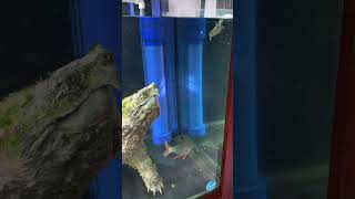 4cm turtle mistakenly enters the territory of a 52cm alligator snapping turtle and begins its escape