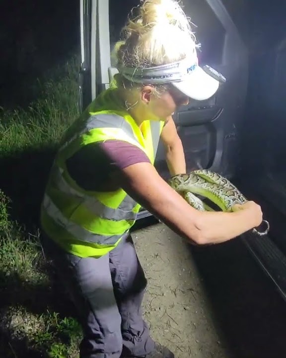 How a Python Wraps its Prey