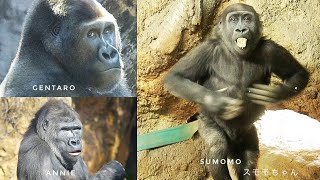 Three Gorillas Raised By Humans At Ueno Zoo Gentaro Annie Sumomo