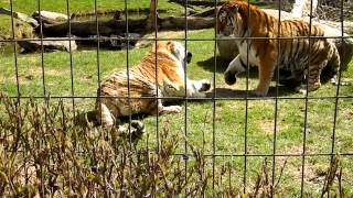 Amur Tigers. Calgary Zoo. Calgary, Alberta