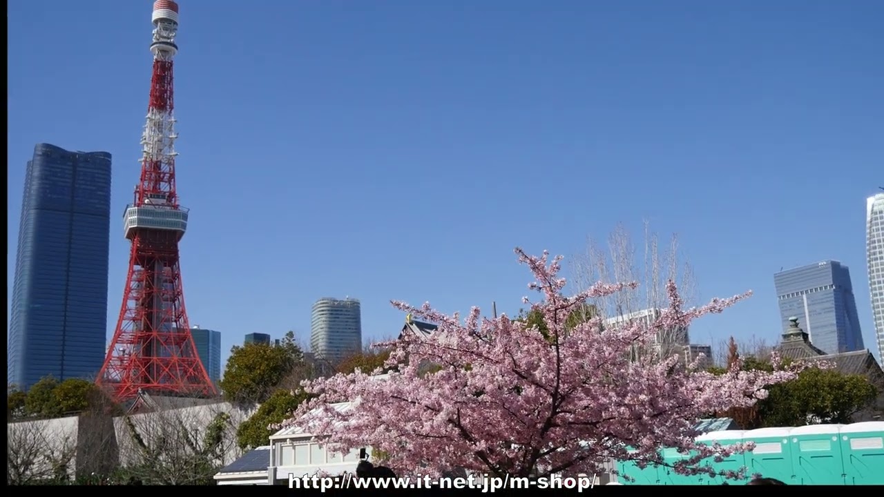 2024年の桜