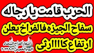 اسعار الفراخ البيضاء اليوم/ سعر الفراخ البيضاء اليوم الخميس ٢١-٩-٢٠٢٣ في مصر