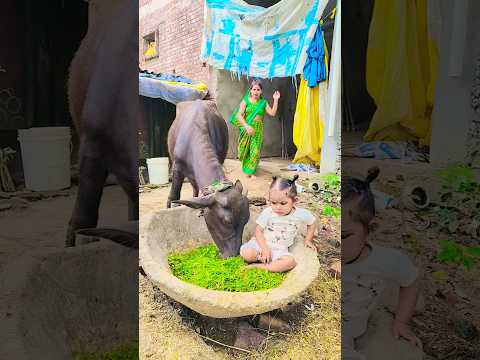 phool khile aur murzaye viral video song video funny