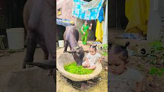 Phool Khile Aur Murzaye Viral Video Song Video Funny