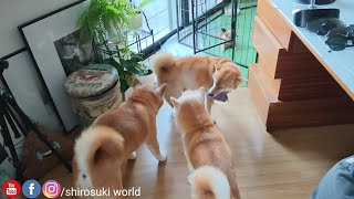 Raya Welcomes Everyone With Happ Plane Ears In A New Morning