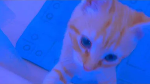 Watch the video about #rescuedcat #baby #cat kitty playing in the bathtub