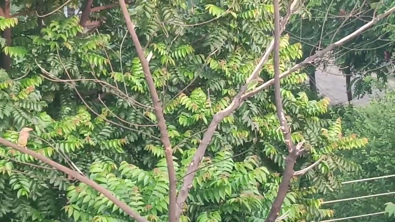 521- Brown-headed Barbet Psilopogon zeylanicus, July 25, 2025, Punjab, India