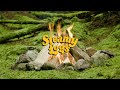 Lush virtual campfire 4k  steamy logs