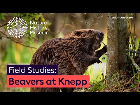 Beavers at Knepp: A winning ecosystem | Ep. 3 | Natural History Museum