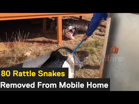 Texas snake catchers remove over 80 rattlesnakes from mobile home