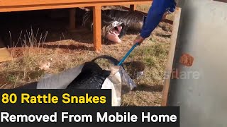 Texas snake catchers remove over 80 rattlesnakes from mobile home Profile
