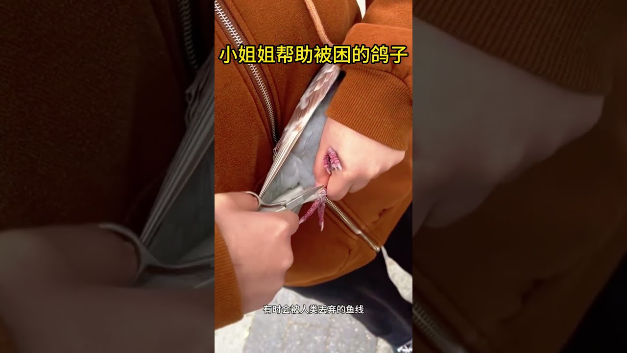 小姐姐帮助被困的鸽子