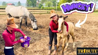 WHAT I FEED ALL 10 OF MY HORSES INCLUDING MY FOAL!