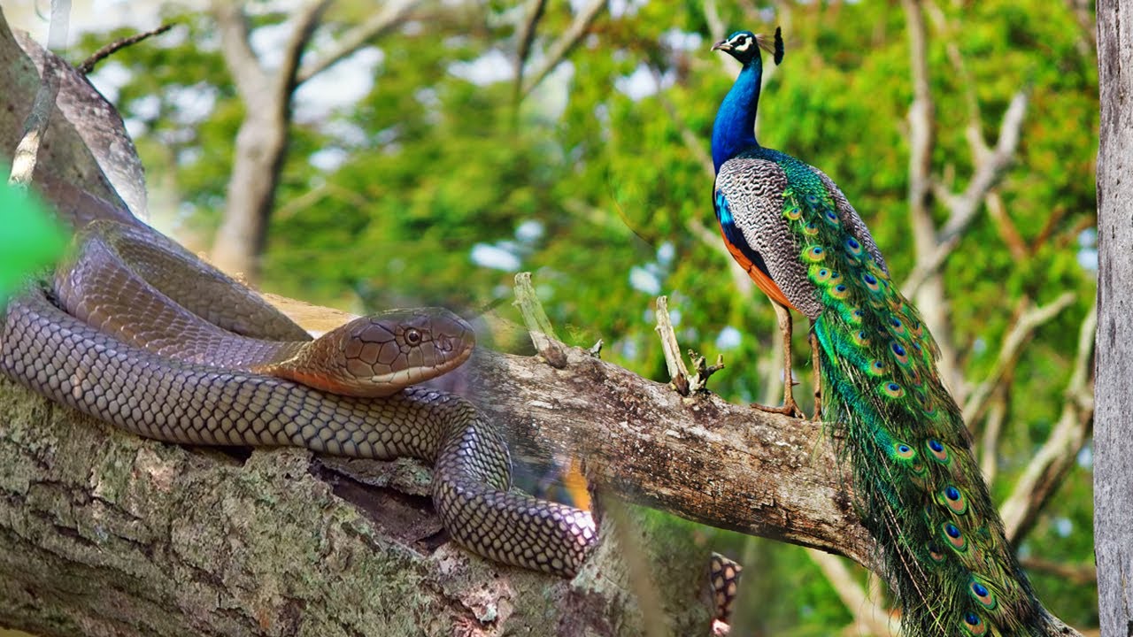 Rắn Hổ Chúa - Chim Công Trong Khu Rừng Đẹp Như Tranh |  @thegioiran ​