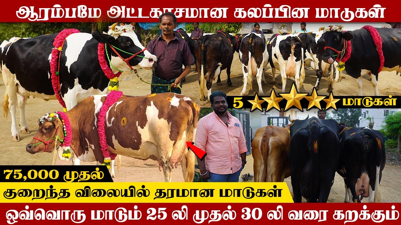 ஆரம்பமே அட்டகாசமான Hf ஜெர்சி கலப்பின மாடுகள்எல்லாம் 30 லிட்டர் கறவைக்கு உத்திரவாதம் 