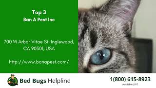 Top 3 Bed Bug Removal in Inglewood