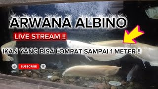 IKAN YANG BISA LOMPAT SAMPAI 1 METER !! ARWANA ALBINO !! #arwana #arowana
