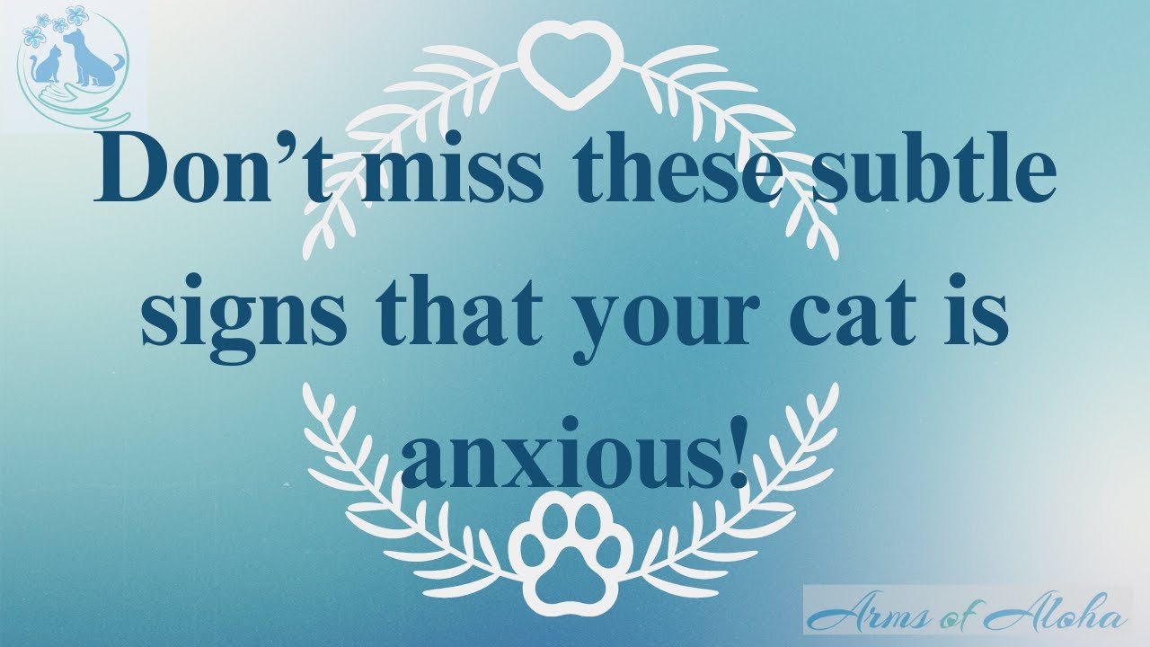 Don't miss these signs that your cat is nervous!