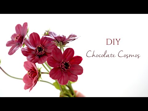 クレイフラワー【チョコレートコスモス…ガーベラ】 DIY Chocolate Cosmos Flower | Clay Flower | sugar | Fondant | Gum