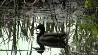 Metro Parks Promo