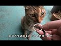 父に何度もお土産を持って帰る娘猫の一日