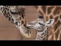 Baby giraffes run and play