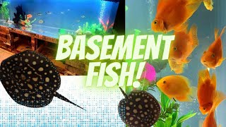 STINGRAY TANK MATES?Types of tank mates for stingrays! Freshwater tank setup! MEET my fish!