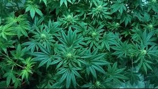 Lawmaker's bill backs cultivation of in-state medical marijuana