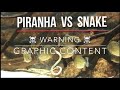 PIRANHAS VS SNAKE LIVE FEEDING conclusion! (VIEWERS DISCRETION IS ADVISED)