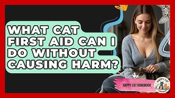 What Cat First Aid Can I Do Without Causing Harm? - Happy Cat Handbook