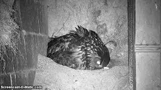 Eagle Owl, Denmark 2019-04-20 Two Owlets