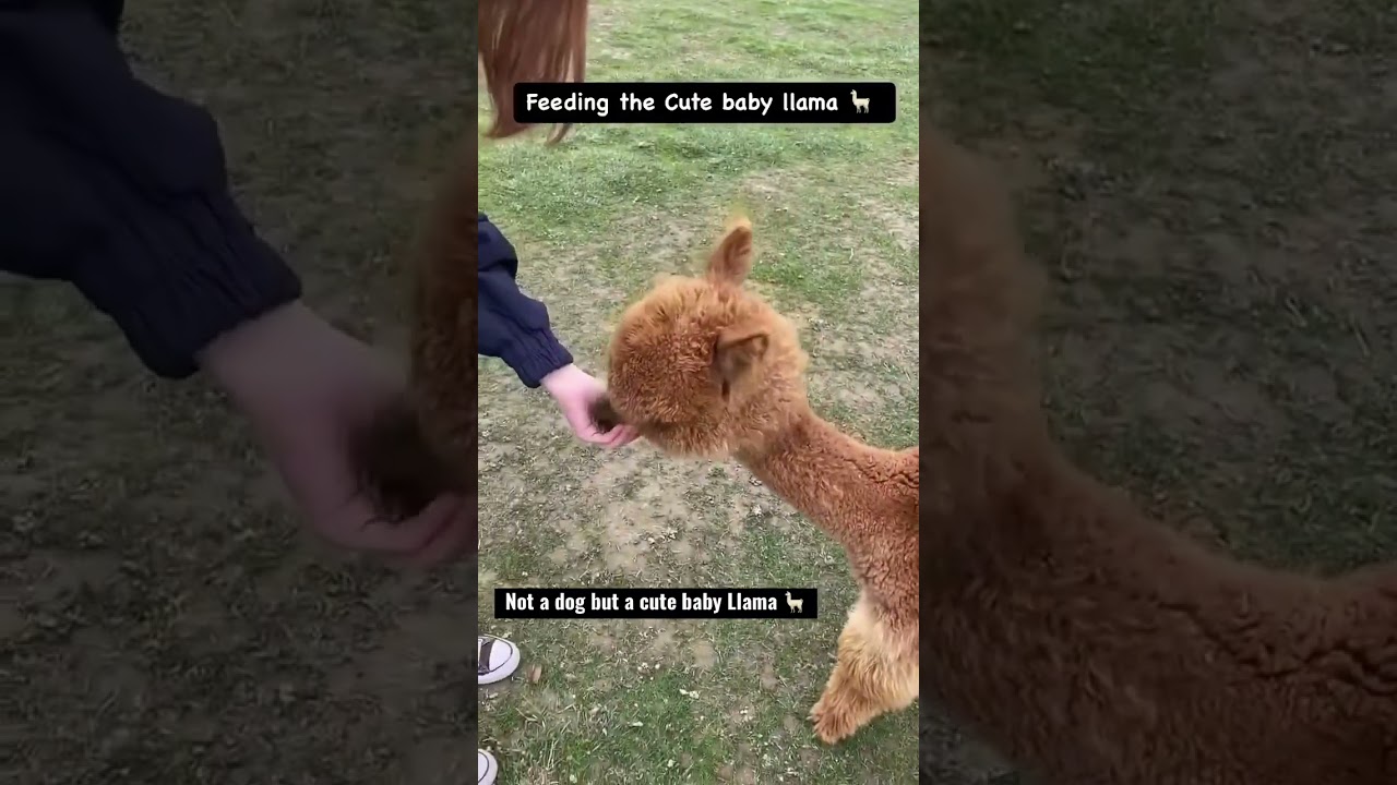 Not a dog but a cute baby Llama 🦙
