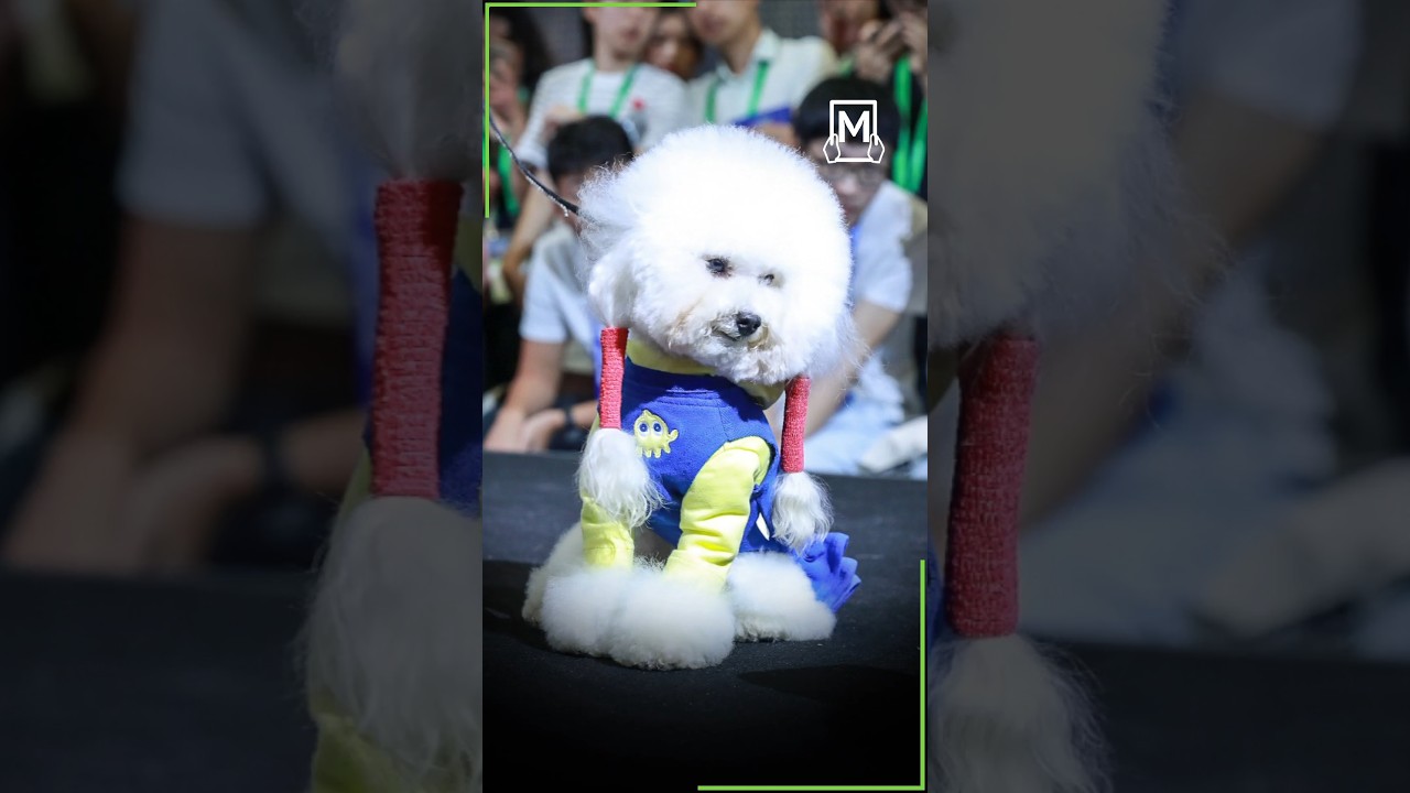Animal enthusiasts from China participate in a pet fashion event.