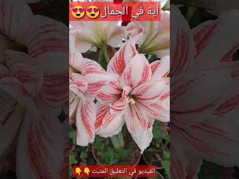 فيديو: زهور زنبق النمر - كيفية زراعة زنابق النمر ورعاية زنبق النمر