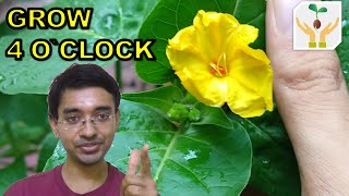 How to Grow 4 O'Clock Mirabilis Jalapa from Seeds
