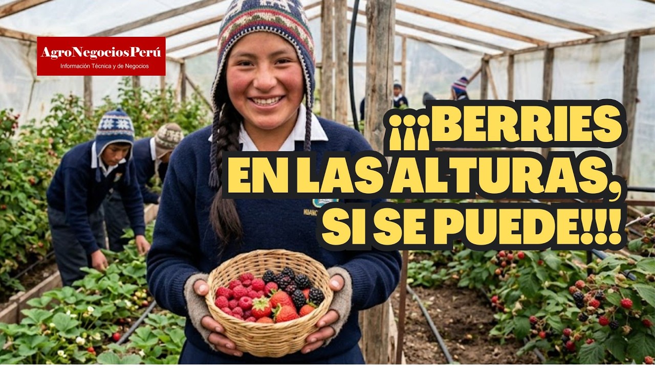 Profesor y sus alumnos cultivan (y venden) berries a más de 4,500 m.s.n.m.