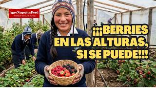 Profesor y sus alumnos cultivan (y venden) berries a más de 4,500 m.s.n.m.