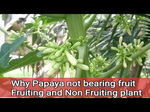 Video: My Pawpaw Isn't Bearing Fruit - Reasons For No Fruit On A Pawpaw Tree