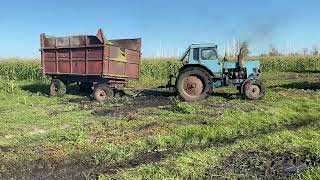 Советский колесный трактор Т-150 вытаскивает МТЗ из грязи на уборке силоса